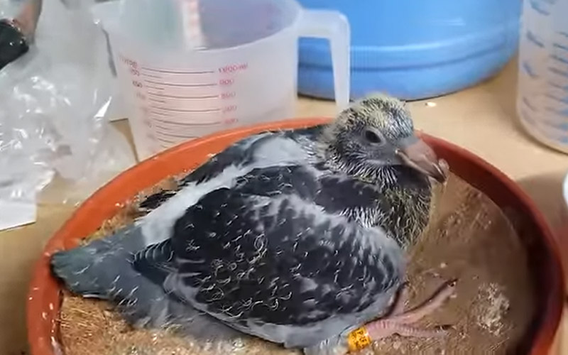 How To Tell How Old A Baby Pigeon Is