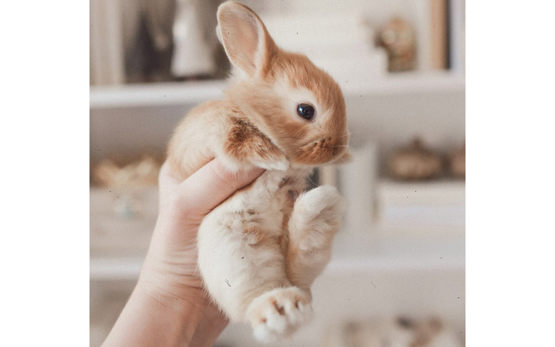 How to Calm a Shaking Rabbit
