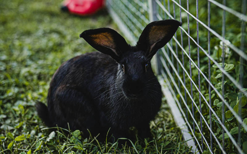 How to Keep Bunnies Out of the Garden
