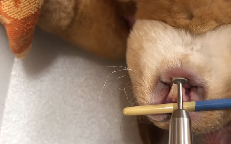 How to Prevent Rabbit Teeth Grinding