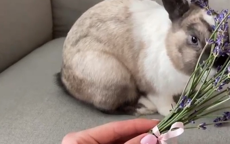 How to Provide Lavender to Rabbits