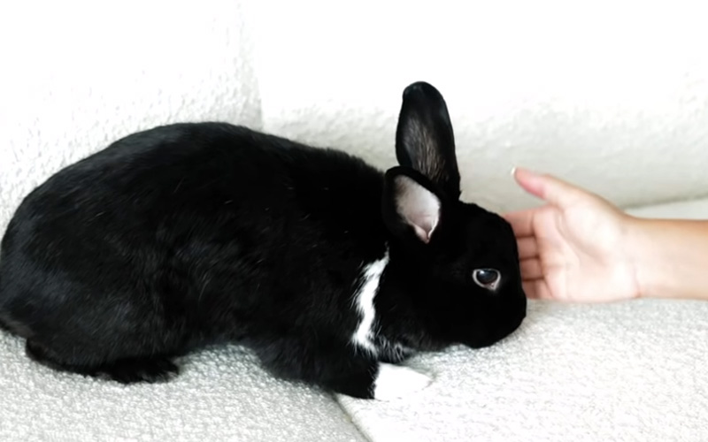 How to Tell If Your Rabbit Likes You
