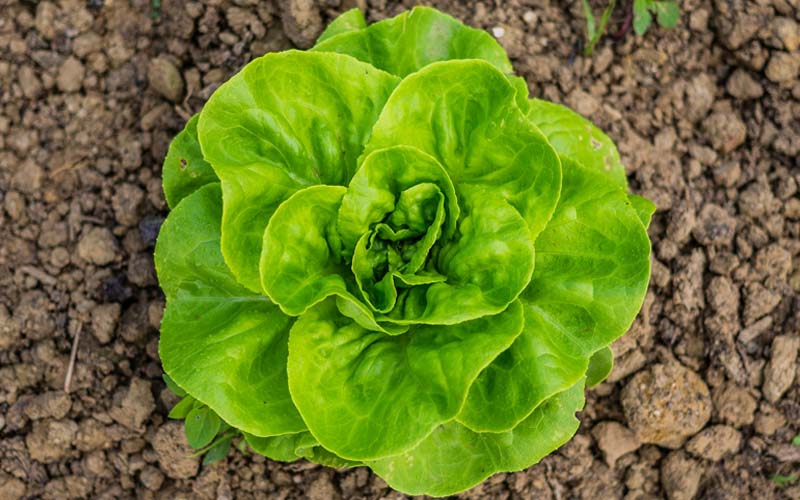 Why Is Iceberg Lettuce Bad for Rabbits? – Beasts Loco