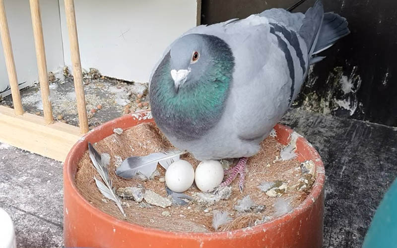 Is It Safe to Eat Pigeon Eggs