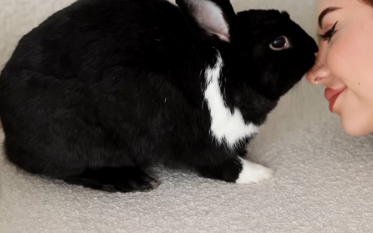 My Rabbit Licking Me