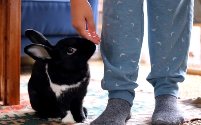 My Rabbit Nudge Me with Her Nose