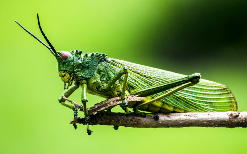 An insect