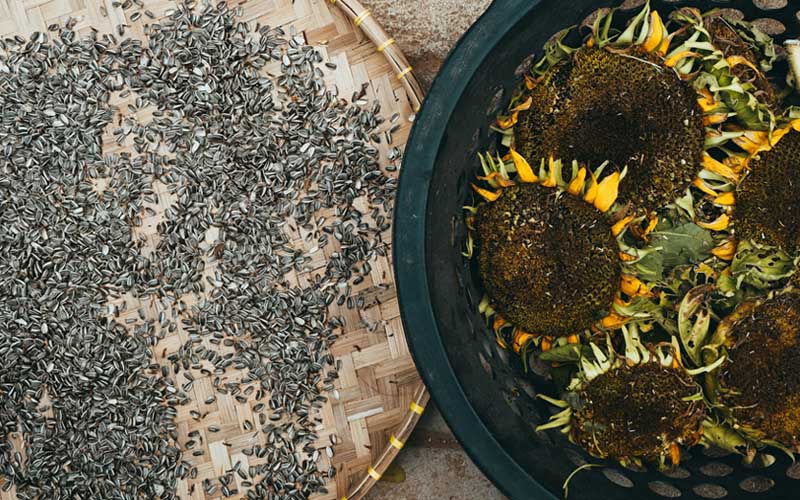 Nutritional Profile of Sunflower Seeds