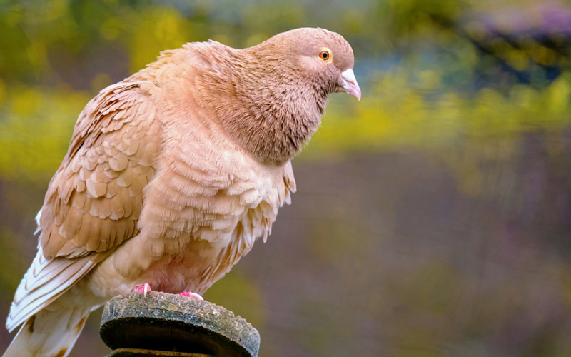 Pigeon Lifespan
