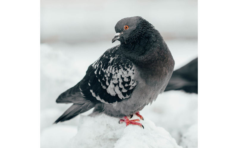 Pigeon Migrate to Avoid the Cold