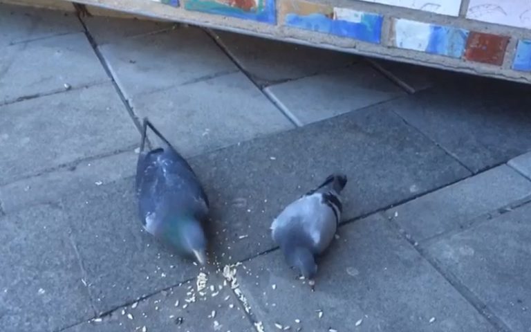Pigeons Eating Sunflower Seeds