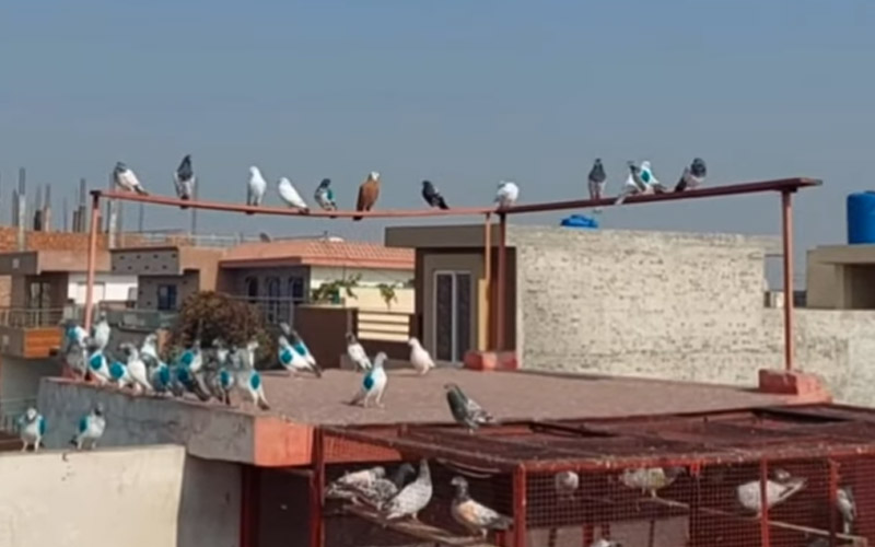 Pigeons from Nesting On My Property