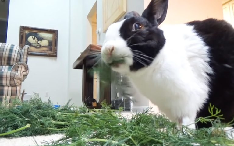 Rabbit Eating Dill
