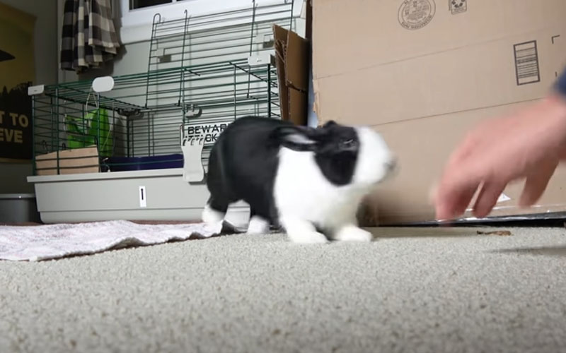 Rabbit Thumps