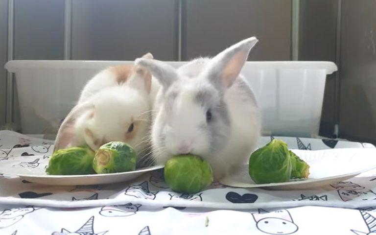 Rabbits Eating Brussel Sprouts