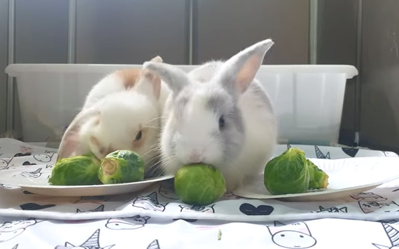 Rabbits Eating Brussel Sprouts