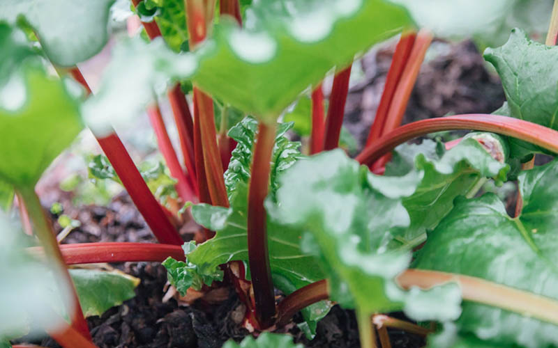 Rhubarb