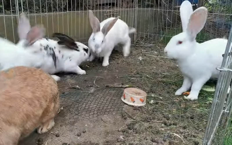 Some Rabbits are Aggressive All of a Sudden