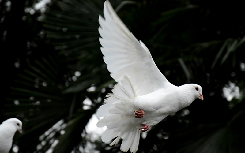 Spiritual Meaning of a Pigeon