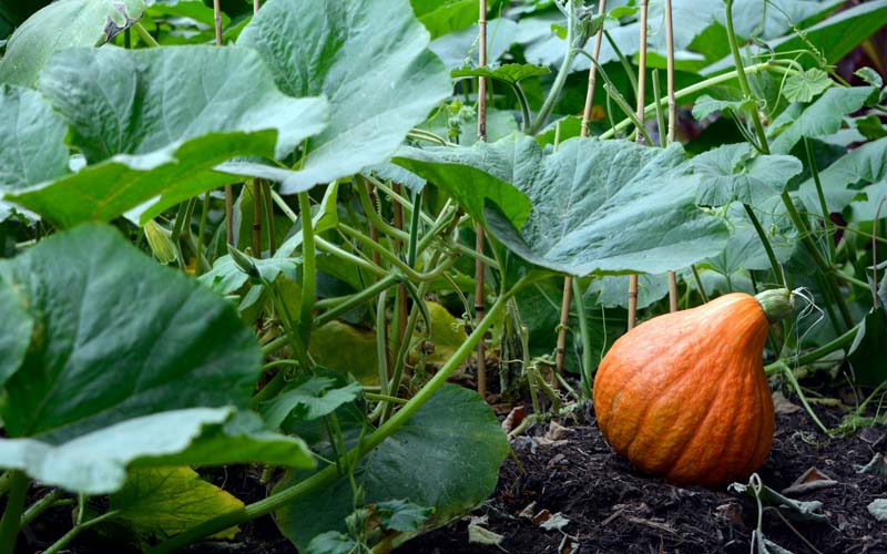 Squash Plants