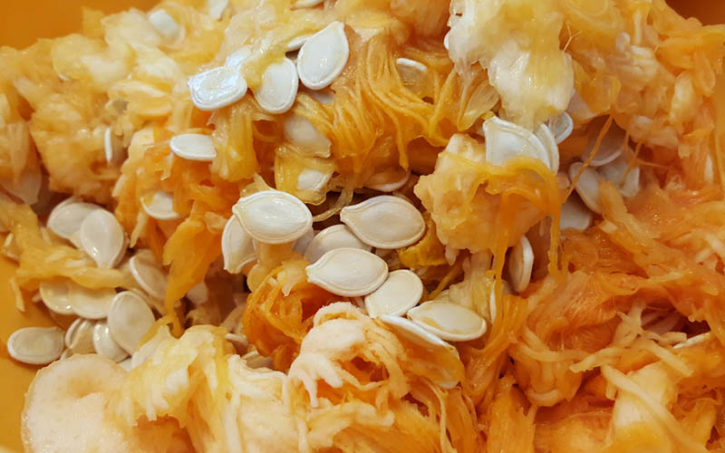 Squash Seeds