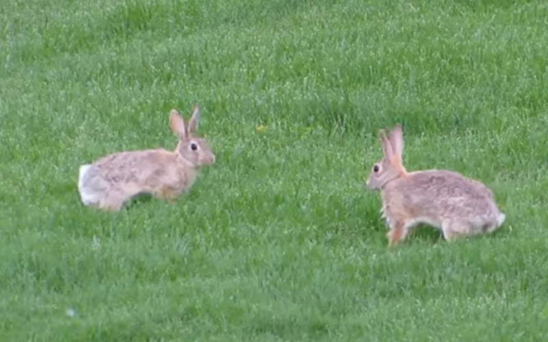 Why Do Rabbits Chase Each Other? Beasts Loco