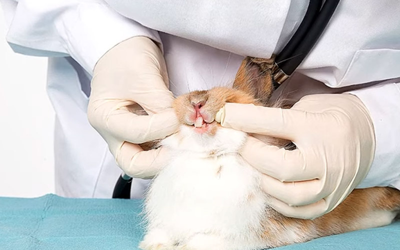 Treatment for Dental diseases