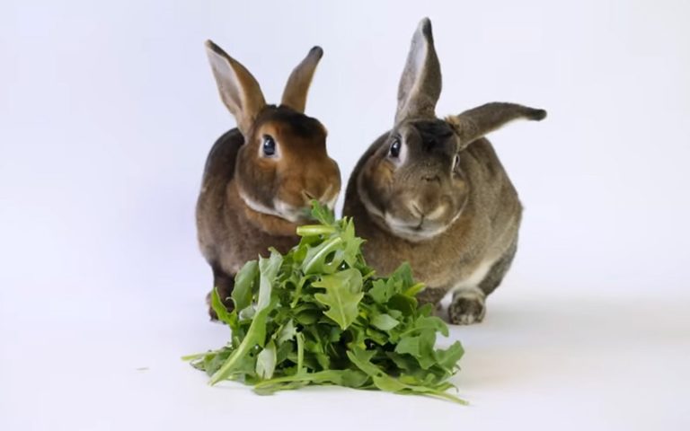 Two Rabbits Eating Arugula