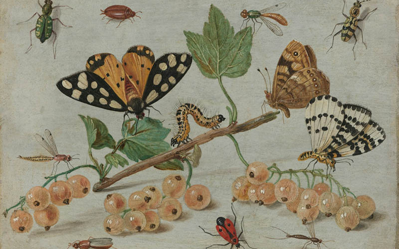 Types of Insects