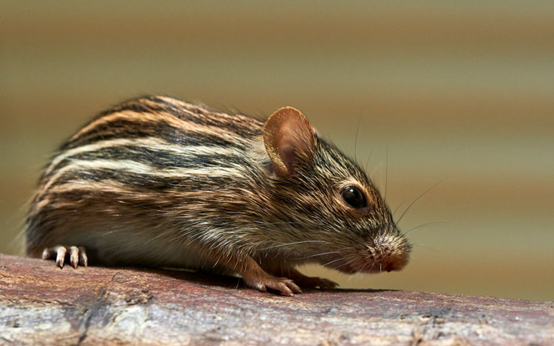 What Are Rodent