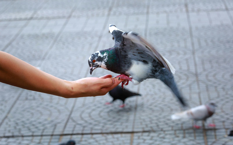 What Does It Mean When a Pigeon Comes to You