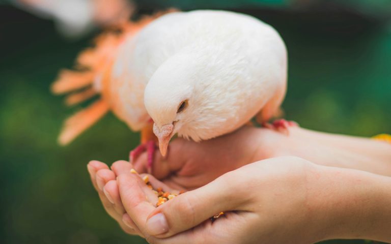 What Does It Mean When a Pigeon Visits You