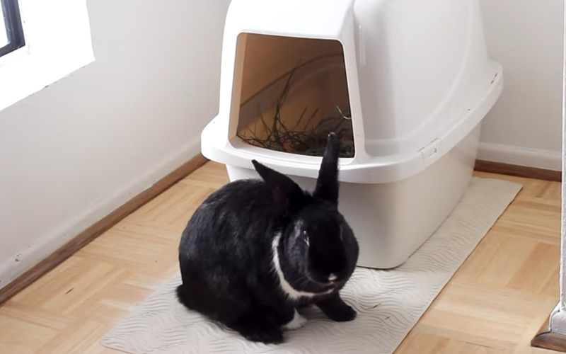 What Litter Box to Use for Rabbit