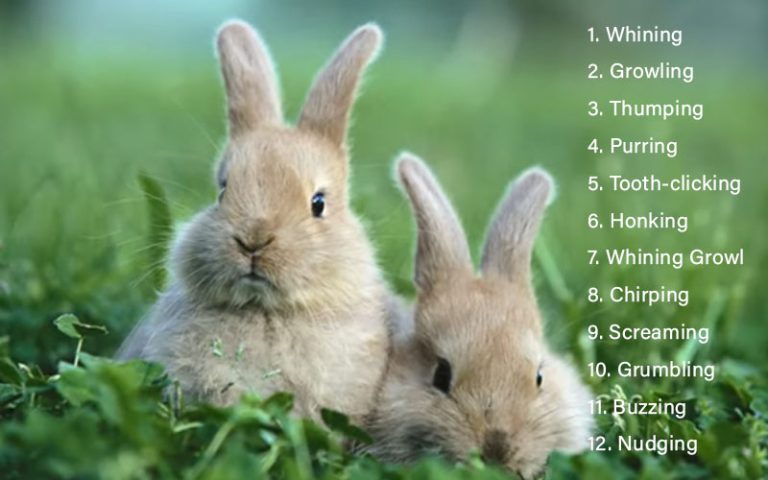 What Sounds Do Rabbits Make