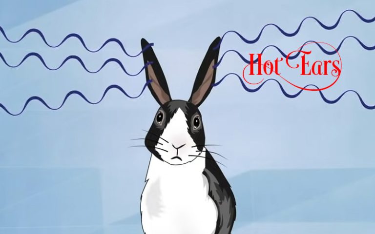 What To Do If Rabbit Ears Are Hot