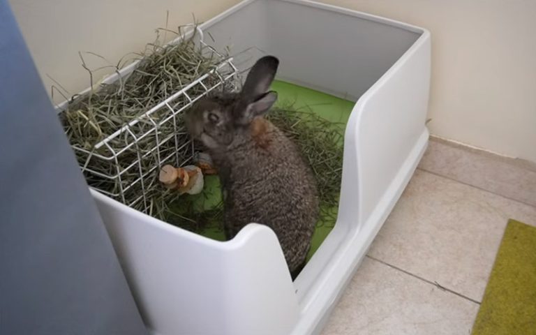 What To Put In Bottom Of Rabbit Cage