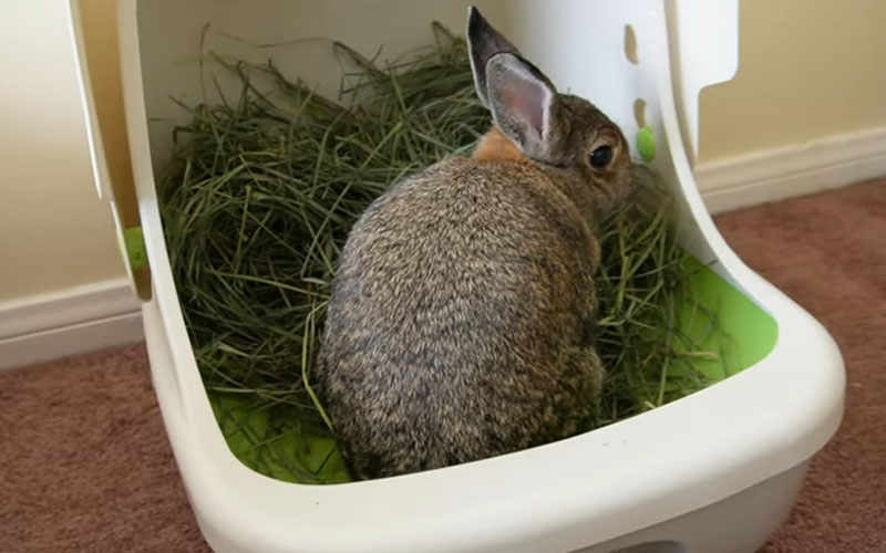 What To Put In Rabbit’s Litter Box