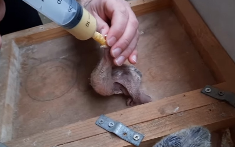 What to Feed a Newborn Pigeon