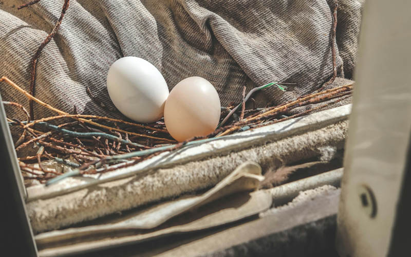 Where Can You Find Pigeon Eggs