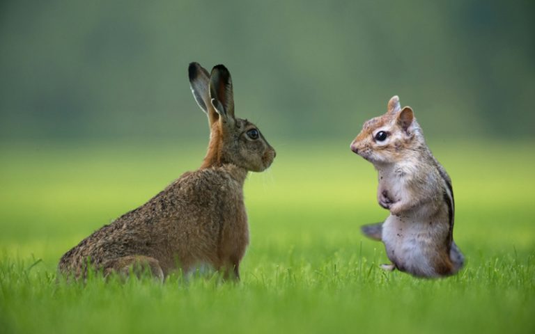 Illustration explaining why rabbits are not rodents, featuring a rabbit and a rodent with key differences highlighted.