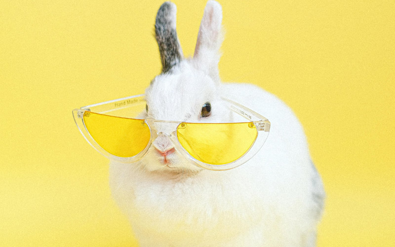 Why Are Rabbits So Cute