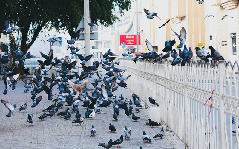 Why Are There So Many Pigeons in Cities