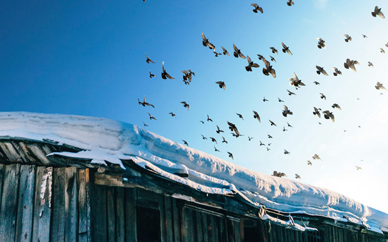 Why Do Pigeons Fly in Circles