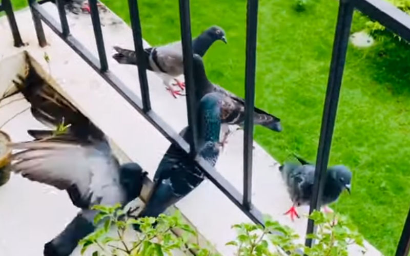 Why Do Pigeons Keep Coming Back To My House