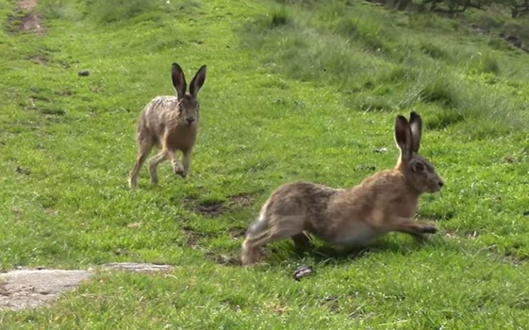 Why Do Rabbits Chase Each Other