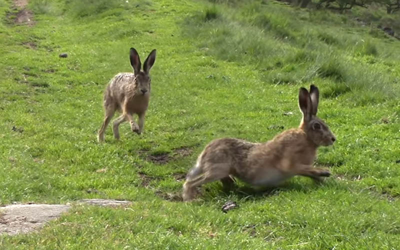 Why Do Rabbits Chase Each Other? Beasts Loco