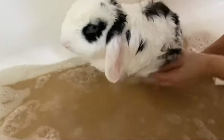 Why Do Rabbits Die When They Get Wet