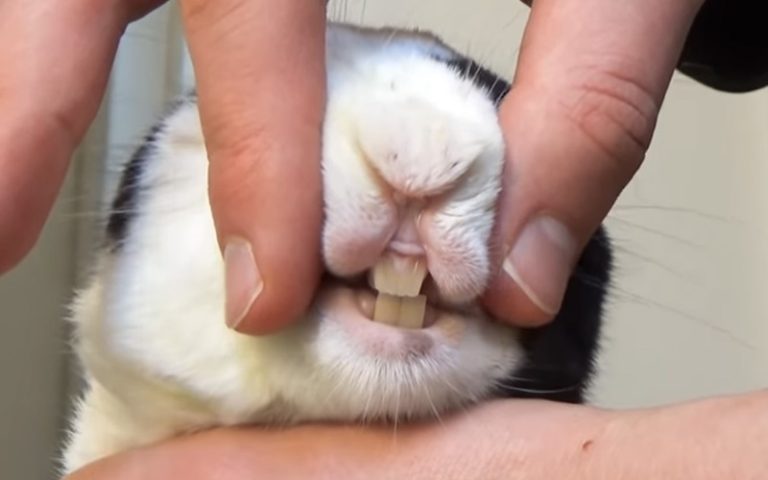 Why Do Rabbits Grind Their Teeth