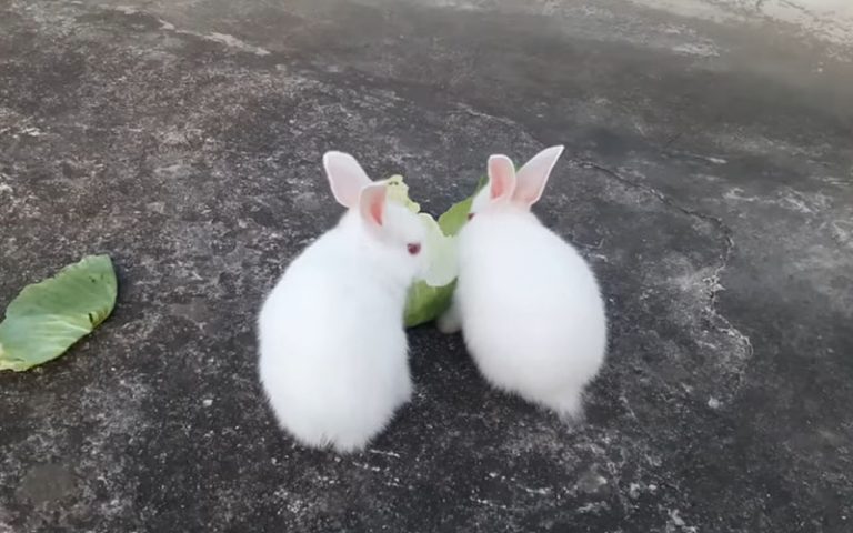 Why Do Rabbits Have White Tails