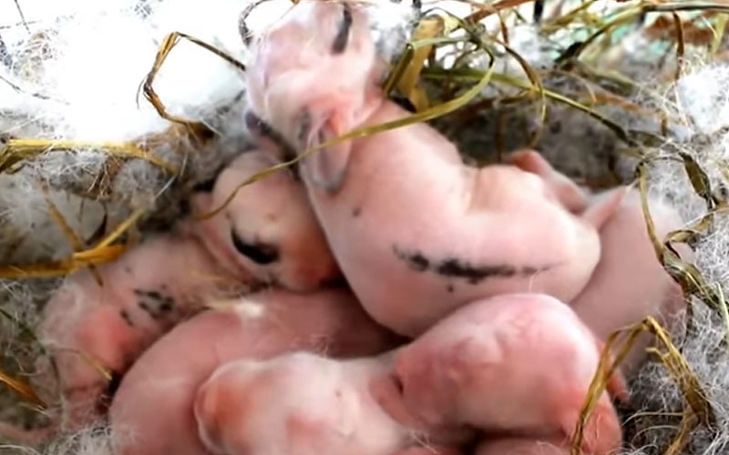 Why Do Rabbits Kill Their First Litter